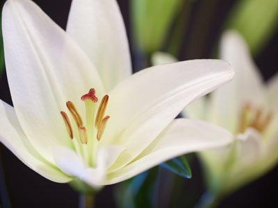 In keeping with her personality, Sandy`s funeral turned into a cheerful experience.