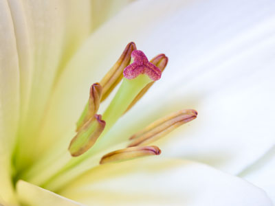 Flowers photographed in the wild, not in my kitchen.