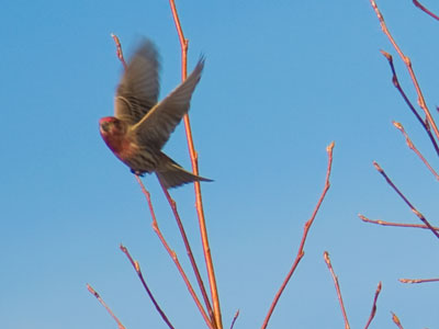 Clearly my best bird photo ever.