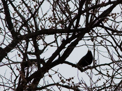The Oregon District at night.