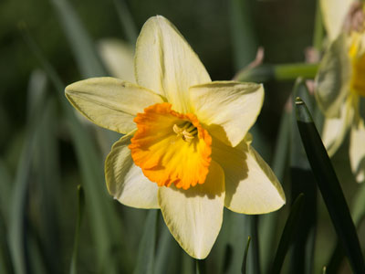 This weekend was exceptionally beautiful, and I took my first bee, butterfly and dragonfly pictures of the season.