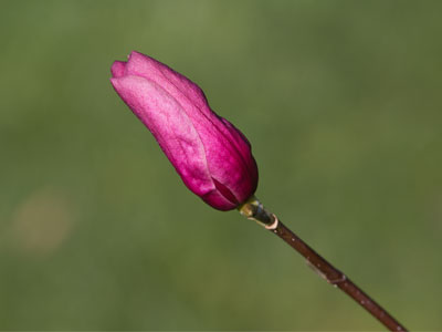 The cardinals were loudly debating about nesting space.