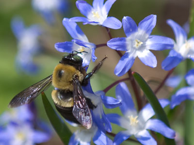 A well-groomed, but suspicious, mallard.