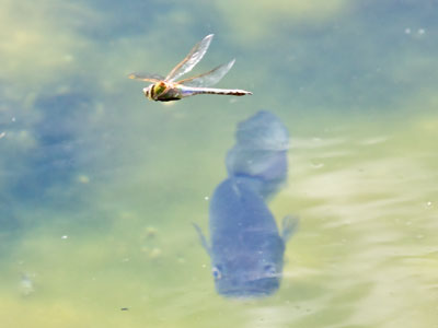 The city cousin to yesterday`s country cardinal.