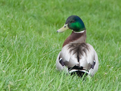 The French call it craquelure.