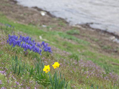 Nobody would be crazy enough to plant those here.