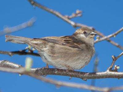 Urban sparrows know it`s better to nest on manmade objects instead of flimsy trees (see March 15, 2016).