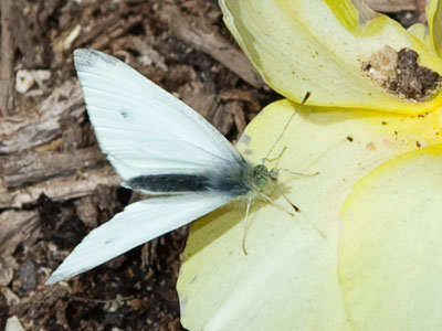 My butterfly pictures will get better as the year goes on.