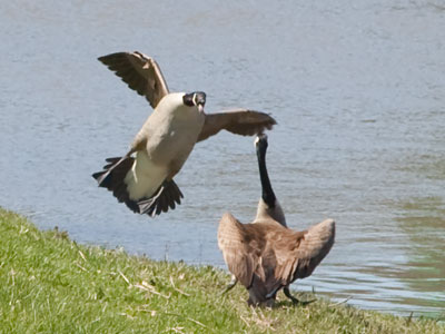 Today is mostly about birds flying.