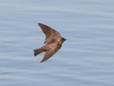 A squad of these birds skimmed the surface of the river, helping to keep the insect population under control.