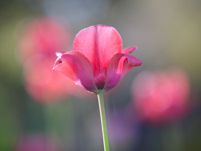 I nearly had to climb inside a shrubbery for this one.