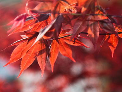 `No flowers today,` I told myself.  So I took pictures of leaves instead.