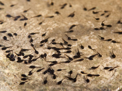 Future Frogs of America.