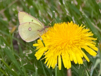 It took quite a while before the two of us came to an agreement, but I`m a patient fellow when taking photos.