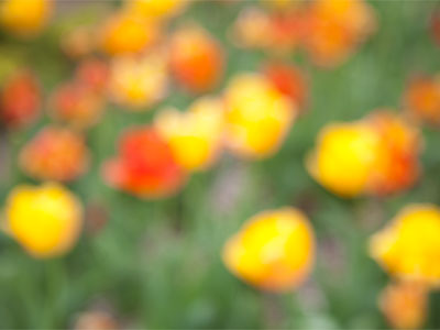 These tulips were pretty from a distance, but way past their prime, so it was better just to let them be blurry.