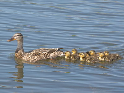 This makes up for some of the bad pictures I show you.