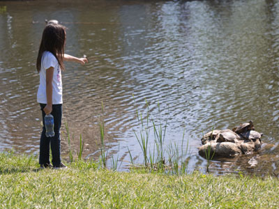 `Hey look!  Turtles!`