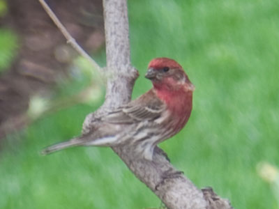 House finch strikes an awesome pose for my camera.