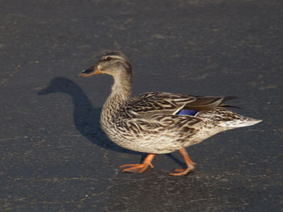 Wandering around a parking lot trying to find the car.