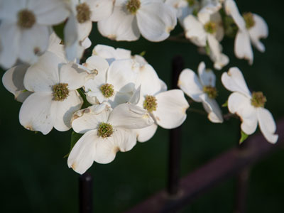 Springtime blooms:  beautiful brevity.