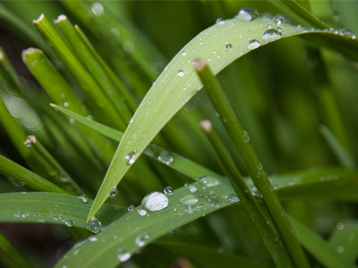 It was a drippy day.