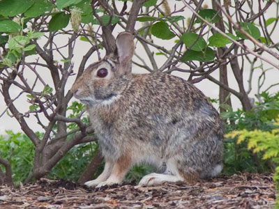 There was also at least one baby bunny nearby.