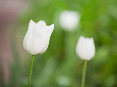 Tulips are on their way out, irises are coming in.