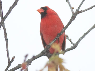 `I saw a flash.  Did you just take my picture?`  No, a bird.  `A BIRD?!`