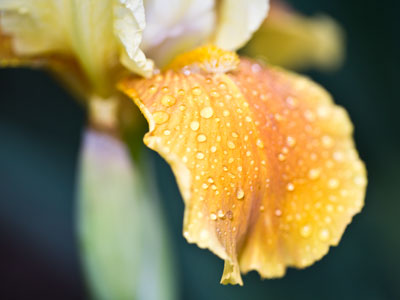 Yes, it was raining.  Yes, I was outside in it.