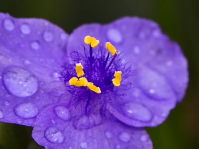 I don`t like spiders, but spiderwort is okay.