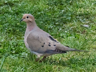 We were both out in the rain this morning.