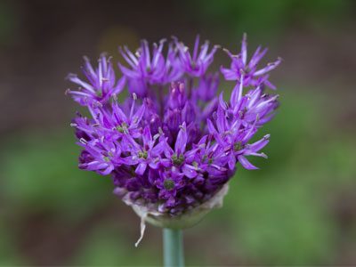 If I knew what kind of flower this was I`d tell you.