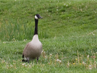 Planning to go back to Canada if Trump is elected.