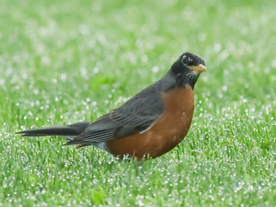 How do you find worms you can`t see?  You LISTEN.