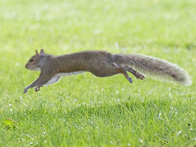Hoversquirrel.