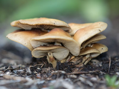 There`s a fungus among us.