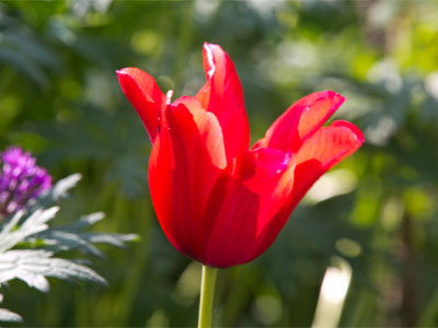 And we wrap up the day with a flower.  Join us again tomorrow.