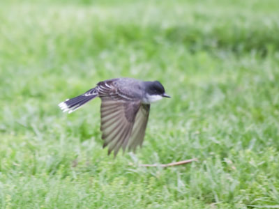 Skimming the ground snacking on bugs.  Thank you!