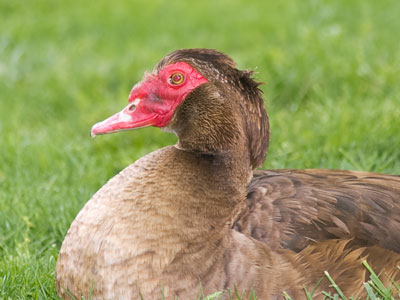 Ugly is only skin deep.