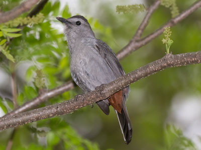 The gray catbird doesn`t look like much, but has a pretty song and it also goes `meow` like a cat.