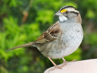 The white-throated sparrow sings a song that sounds a bit like `Oh Canada.`