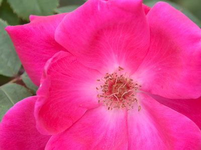 Bloom brightly, beautifully, briefly.