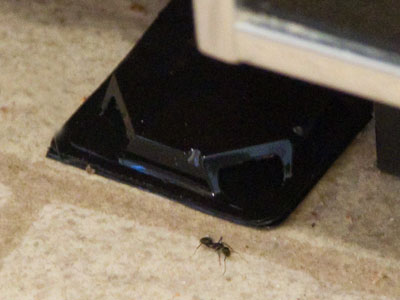 Things I bought today.