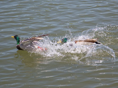 Two males and one female usually results in conflict.  On another topic, here are some ducks.