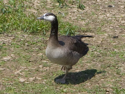 Possibly a leucistic bird (kind of like an albino), or just a Canada goose in its awkward juvenile phase.