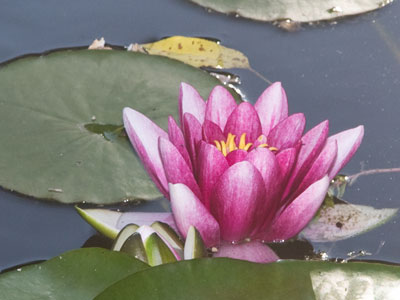 I looked for frogs but didn`t see any.