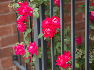 Blooms behind bars.