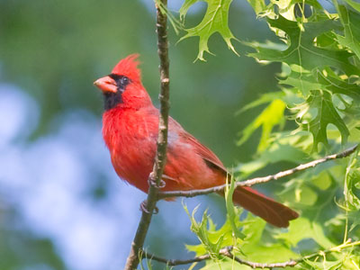 Shoot, wait.  Shoot some more.  Shoot, shoot, shoot.  Wait some more.  Shoot, okay that one`s good.  Stop.