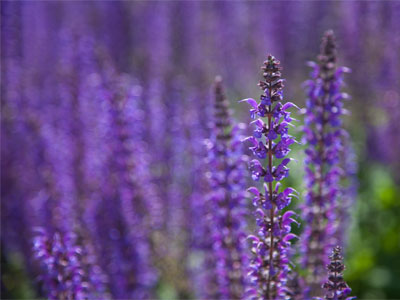 No bees.  This should concern you.