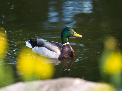 I soon found out just how quickly a duck can take to the air when startled.